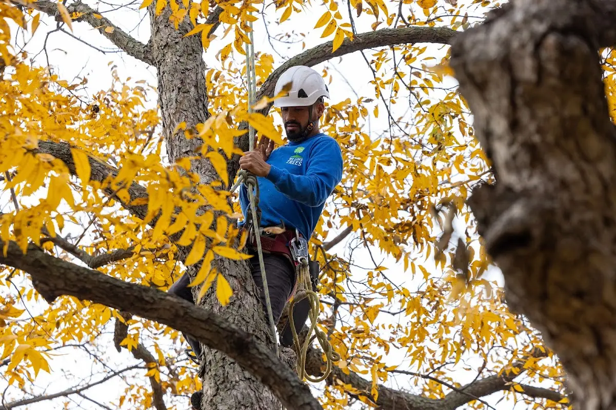 Skilled Tree Pruning crew working in Honey Grove