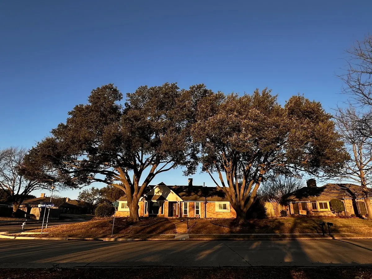 Established residential canopy tree shading a home in Honey Grove