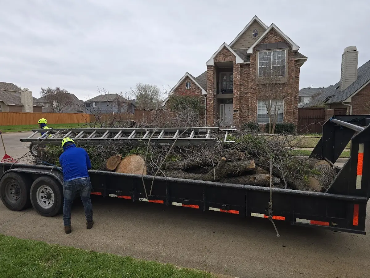 Expert Tree Pest Control with proper safety equipment in Honey Grove